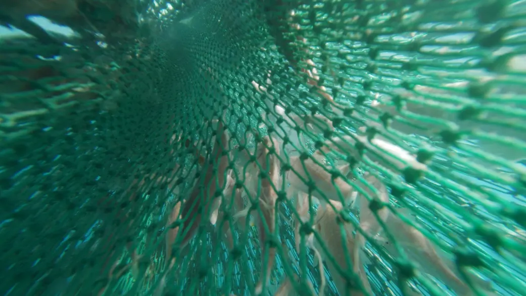 Fish packed in a green trawl net